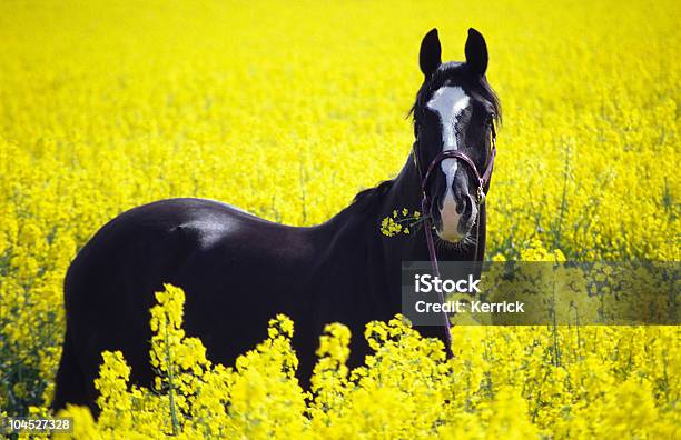 Schwarzes Pferd In Rapsfeld Stockfoto und mehr Bilder von Agrarbetrieb - Agrarbetrieb, Domestizierte Tiere, Dorf