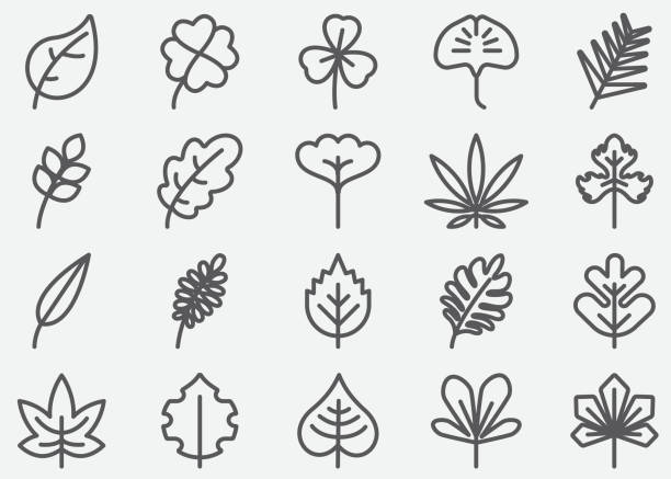 blatt-form-linie-symbole - tree environment oak tree symbol stock-grafiken, -clipart, -cartoons und -symbole