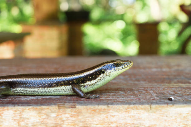istock Skink on a wooden board 1045273568