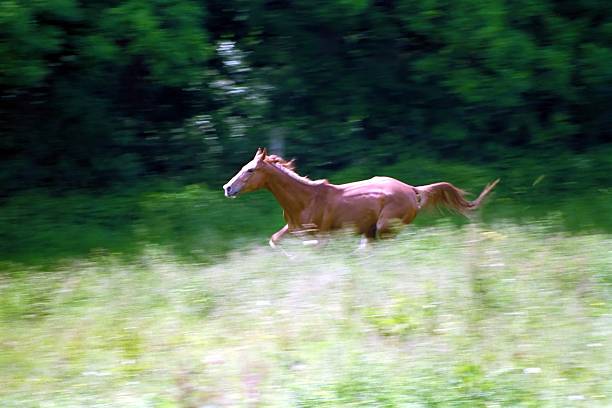 A high definition digital illustration of a Horse galloping through fields