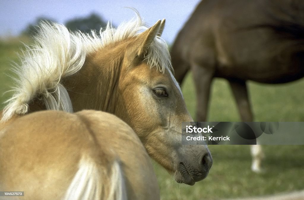 Hagafellsjokull glacier Pferd Fohlen Porträt - Lizenzfrei Blondes Haar Stock-Foto