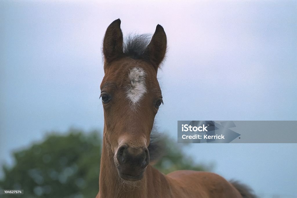 Porträt einer pony-Fohlen - Lizenzfrei Blau Stock-Foto