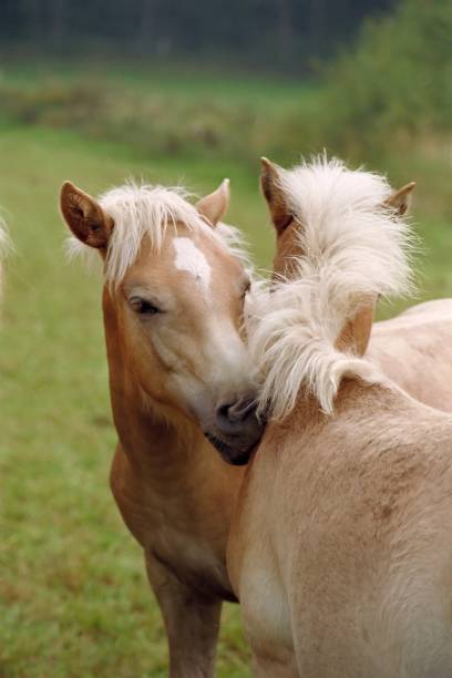 istock Haflinger horse foals - friendly turn 104527662