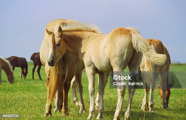 Hagafellsjokull Glacier Horse Fohlensie Können Mich Nicht Gesehen Stockfoto und mehr Bilder von Angst