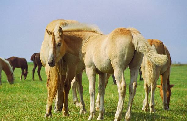 istock Haflinger horse foal - you can not see me! 104527733