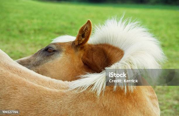 Hagafellsjokull Glacier Horse Fohlen Porträt Stockfoto und mehr Bilder von Agrarbetrieb - Agrarbetrieb, Blondes Haar, Domestizierte Tiere