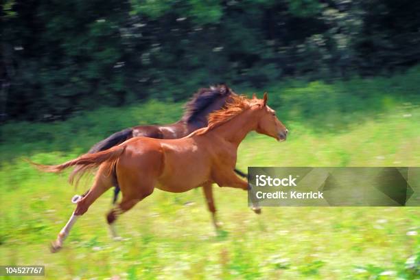 Galloping Pferdemotion Blur Stockfoto und mehr Bilder von Anmut - Anmut, Beleuchtet, Bewegung