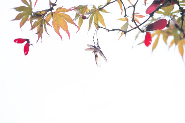 roter japanischer ahorn zweig und blatt-grenze - maple keys seed maple tree red stock-fotos und bilder