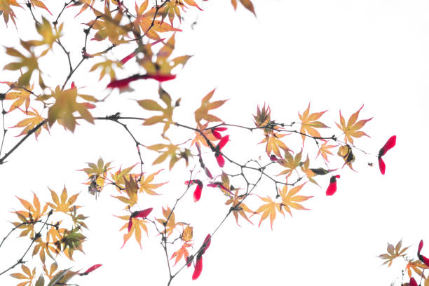 autumn leaves and maple keys of red japanese maple tree - maple keys maple tree seed tree imagens e fotografias de stock