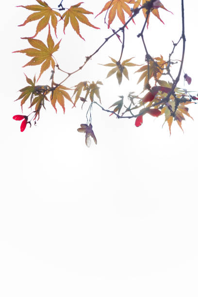 japanischer ahornblatt und ast grenze, vertikal - maple keys seed maple tree red stock-fotos und bilder