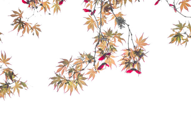 automne branches, feuilles, graines, de japanese red maple tree - maple green maple keys tree photos et images de collection