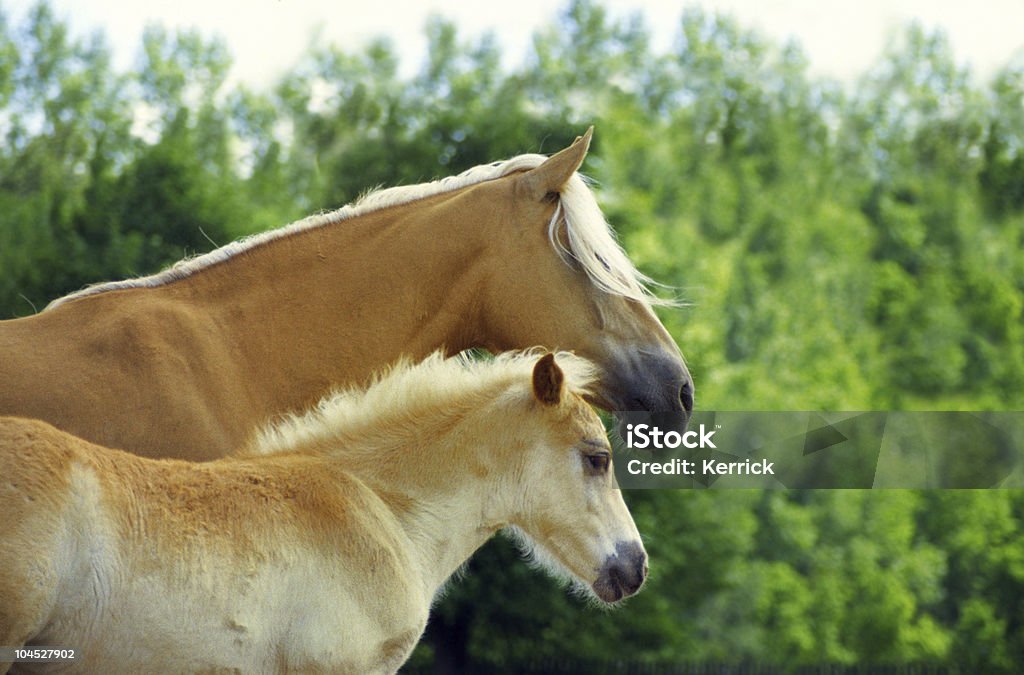 Hagafellsjokull glacier horse-Stute und Fohlen Porträt - Lizenzfrei Braun Stock-Foto