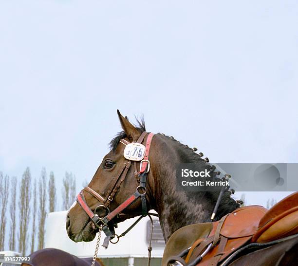 Pferd Am Turnierporträt Stockfoto und mehr Bilder von Domestizierte Tiere - Domestizierte Tiere, Dorf, Einzelnes Tier