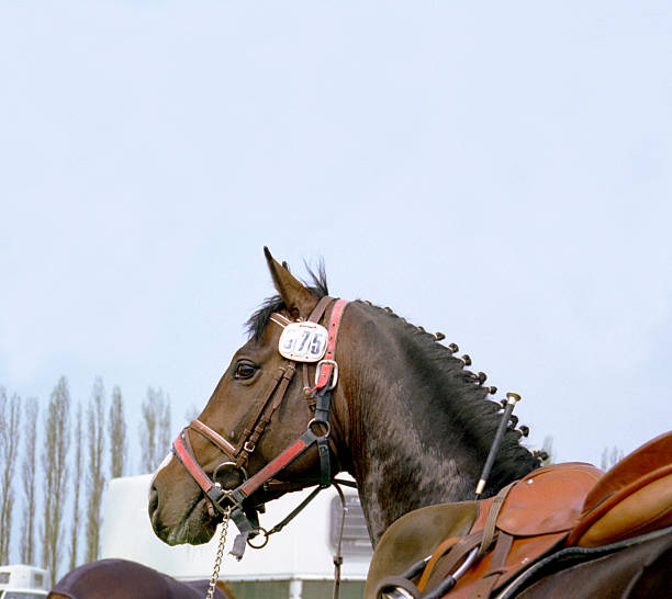 a young warmblood stallion on his forst tournament with new saddle. He looks only to the mares. copy space.
