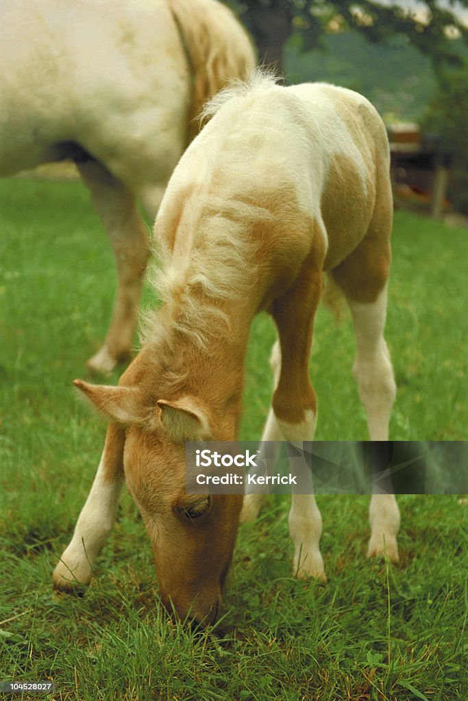 Kuschelige Grasen pony-Fohlen - Lizenzfrei Agrarbetrieb Stock-Foto