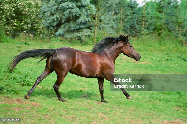 Galloping Braunes Pferd Stockfoto und mehr Bilder von Ländliches Motiv - Ländliches Motiv, Pferd, Rennen - Körperliche Aktivität