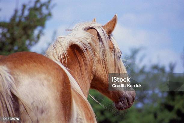 Hagafellsjokull Glacier Pferdportrait Stockfoto und mehr Bilder von Agrarbetrieb - Agrarbetrieb, Domestizierte Tiere, Einzelnes Tier