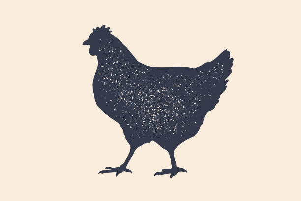 Hen, chicken. Vintage logo, retro print, poster for Butchery Hen, chicken. Vintage logo, retro print, poster for Butchery meat shop, hen silhouette. Logo template for meat business, meat shop. Isolated black silhouette hen, white background. Vector Illustration chicken meat illustrations stock illustrations