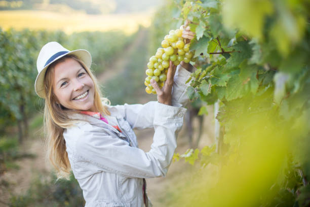 istock Young woman in a vineyard 1045286130