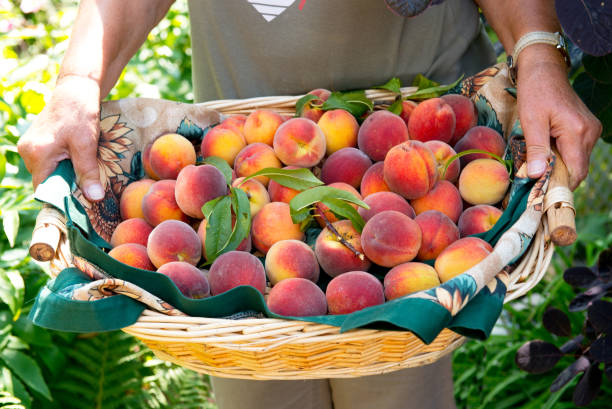 istock Apricots in the basket 1045286172