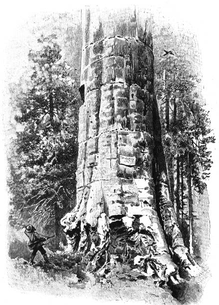 Huge sequoia and hunter - 1895