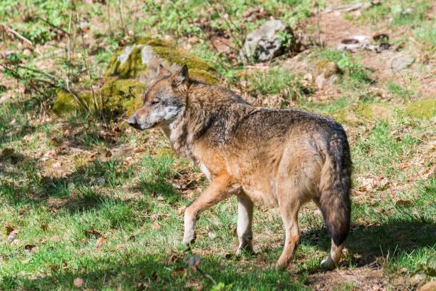 istock Close-up of a male wolf in its territory, Germany 1045290454