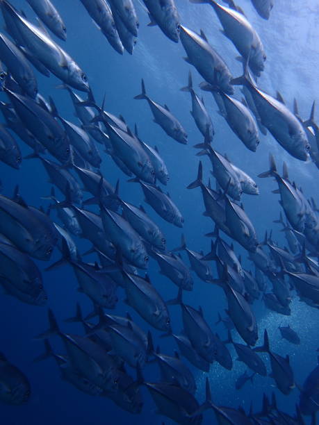 istock The underwater world of Sabah, Borneo. 1045290636