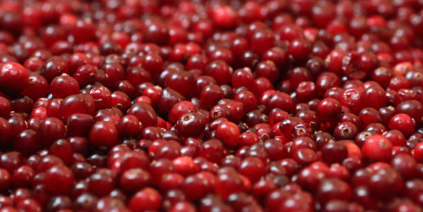 istock Ripe red cranberries close up view 1045291018