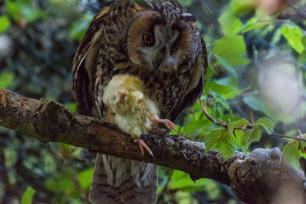 istock An owl eats a little chick on a branch 1045293720