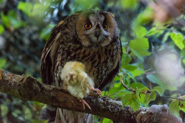 istock An owl eats a little chick on a branch 1045293756