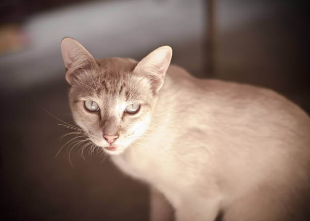 The cat staring with suspicion.