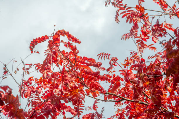 istock Texture, background, pattern. red leaves autumn on a tree, yellow leaves. Rowan 1045294148