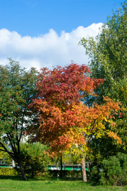 istock Texture, background, pattern. Autumn leaves of mountain ash, yellow red ruby. A small deciduous tree of the rose family, with compound leaves, white flowers, and red berries. 1045294216