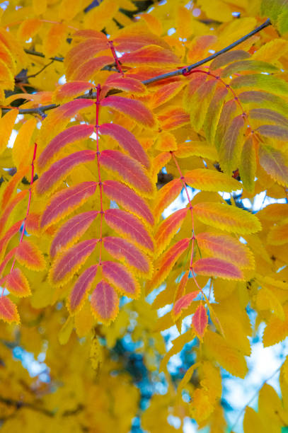 istock Texture, background, pattern. red leaves autumn on a tree, yellow leaves. Rowan 1045294230