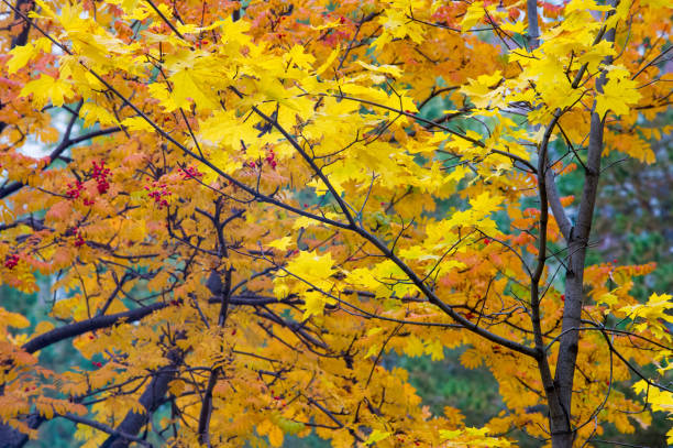 istock Texture, background, pattern. Autumn. Maple leaves on a tree, red yellow orange colors 1045294334