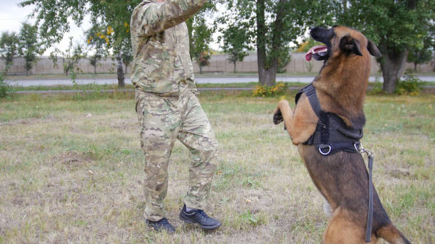 istock Trained german shepherd dog jumps up by the trainer command. Dog at the first plan 1045294814