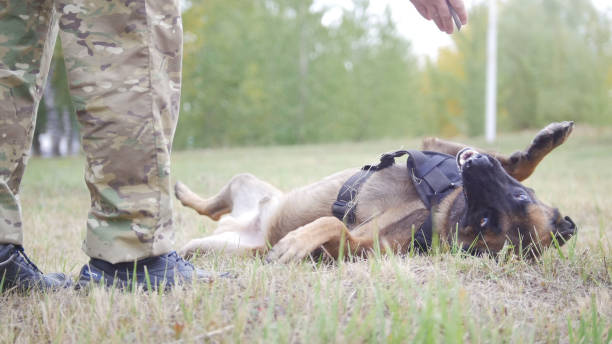 istock Happy trained german shepherd dog laying on the back 1045294828