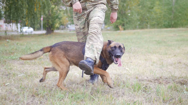 istock Trained german shepherd dog walking between his trainer legs 1045294840