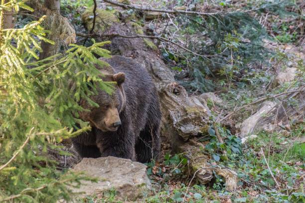 istock Brown bear on roams his territory, Germany 1045294846