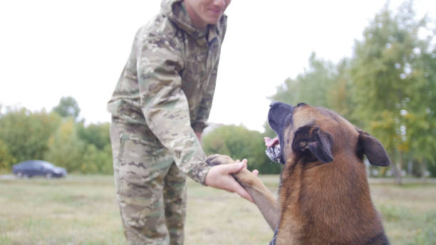 istock Shepherd dog paws his master in the park 1045294858