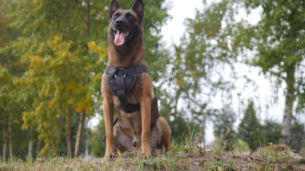 istock A trained german shepherd dog on a field staying close to the camera 1045294904