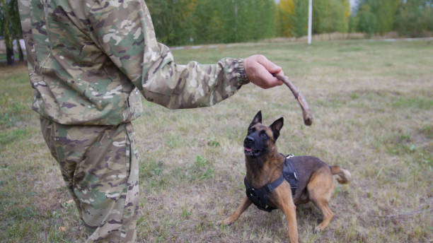 istock A trainer prepares to throw a stick to a trained german shepherd dog 1045295604
