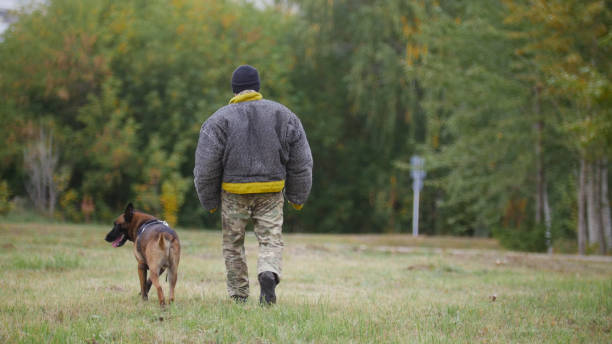 istock A trainer walking with his trained german shepherd dog 1045297146