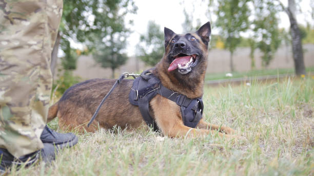 istock Happy trained german shepherd dog laying on a field 1045297422