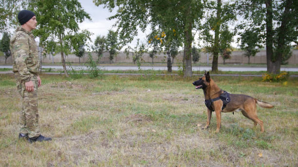 istock A trainer and his trained german shepherd dog standing opposite each other 1045297486