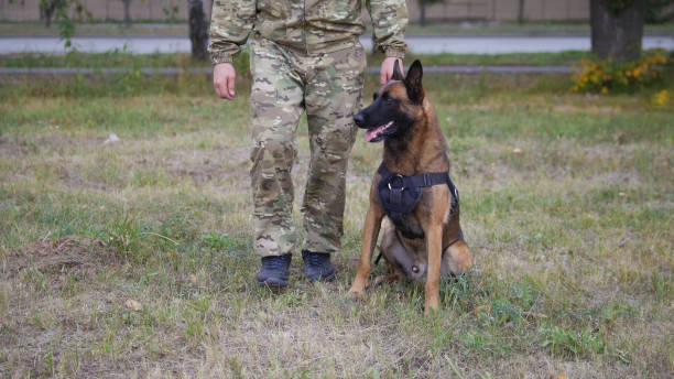 istock A trainer and his trained german shepherd dog 1045297526