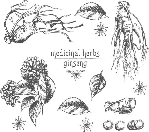 ilustrações, clipart, desenhos animados e ícones de realista esboço de tinta de botânicos da raiz do ginseng, flores e bagas isoladas no branco. coleção floral ervas. planta da medicina tradicional chinesa. - vector berry root leaf