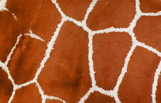 istock closeup of giraffe skin 104530438