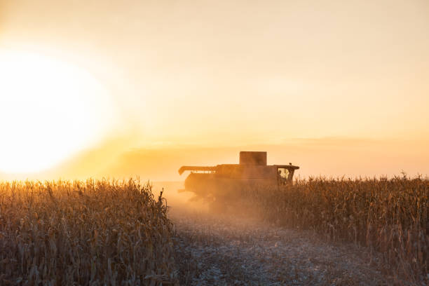 istock Combine harvester machine working in corn field at sunset. 1045305558