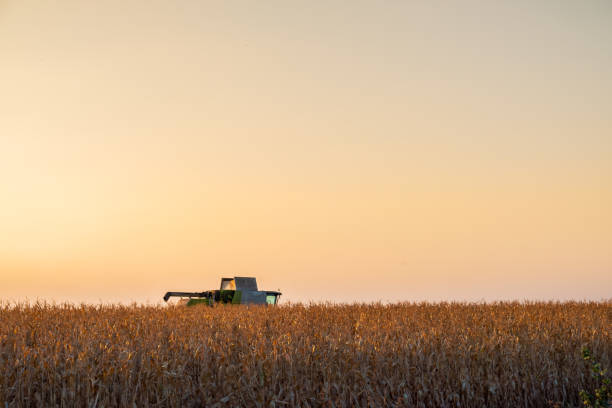 istock Combine harvester machine in corn field at sunset. 1045305562